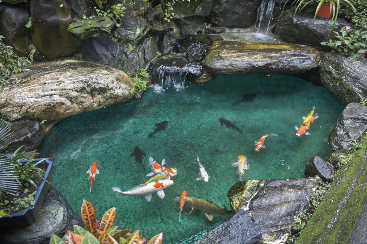 Estanque con peces Koi, Estanques Natura.