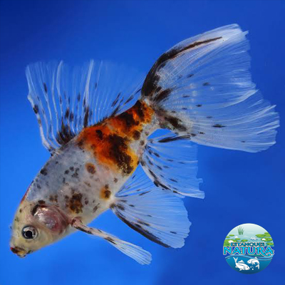 Disponibles en Estanques Natura. Peces de Estanque, pez Shubunkin.