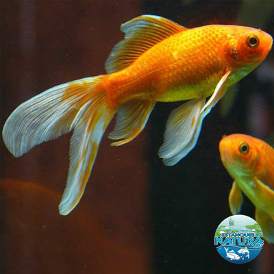 Disponibles en Estanques Natura. Peces de Estanque, Cometa Naranja.