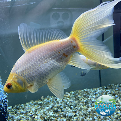 Peces de Estanque, Cometa Blanco. Disponibles en Estanques Natura