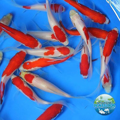 Peces de Estanque, Cometa Sarasa. Disponibles en Estanques Natura
