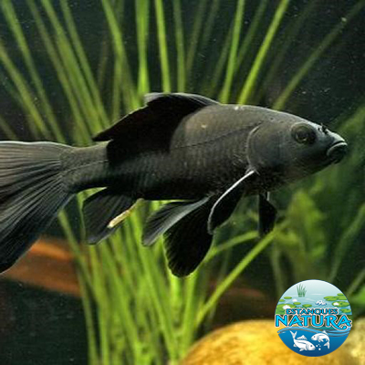 Peces de Estanque, Cometa Negro. Disponibles en Estanques Natura