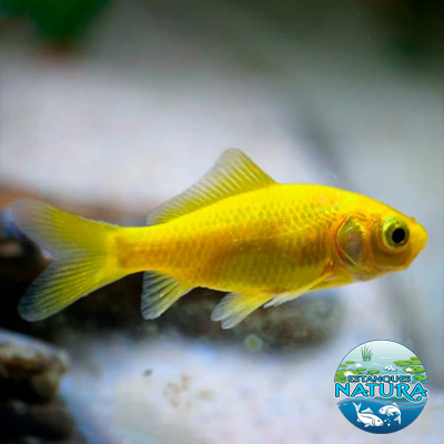 Peces de Estanque, Cometa Amarillo. Disponibles en Estanques Natura