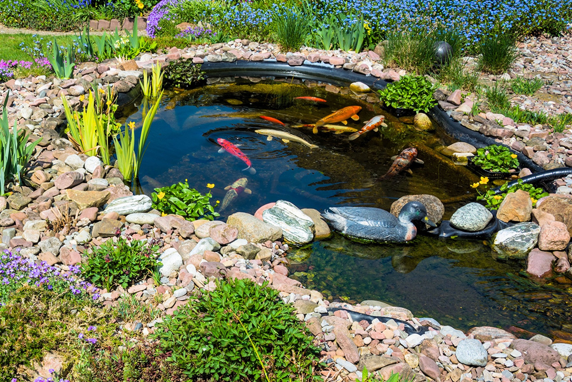 Estanques Natura, Descubre cuál es el plan de mantenimiento de Estanques en Barberá del Vallés, perfecto para ti.