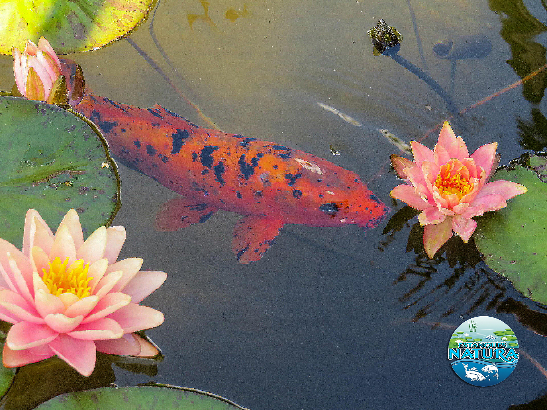 Peces de Estanque en Sabadell. Sabemos que un estanque no es solo un cuerpo de agua, es el corazón de tu jardín y un oasis de tranquilidad.