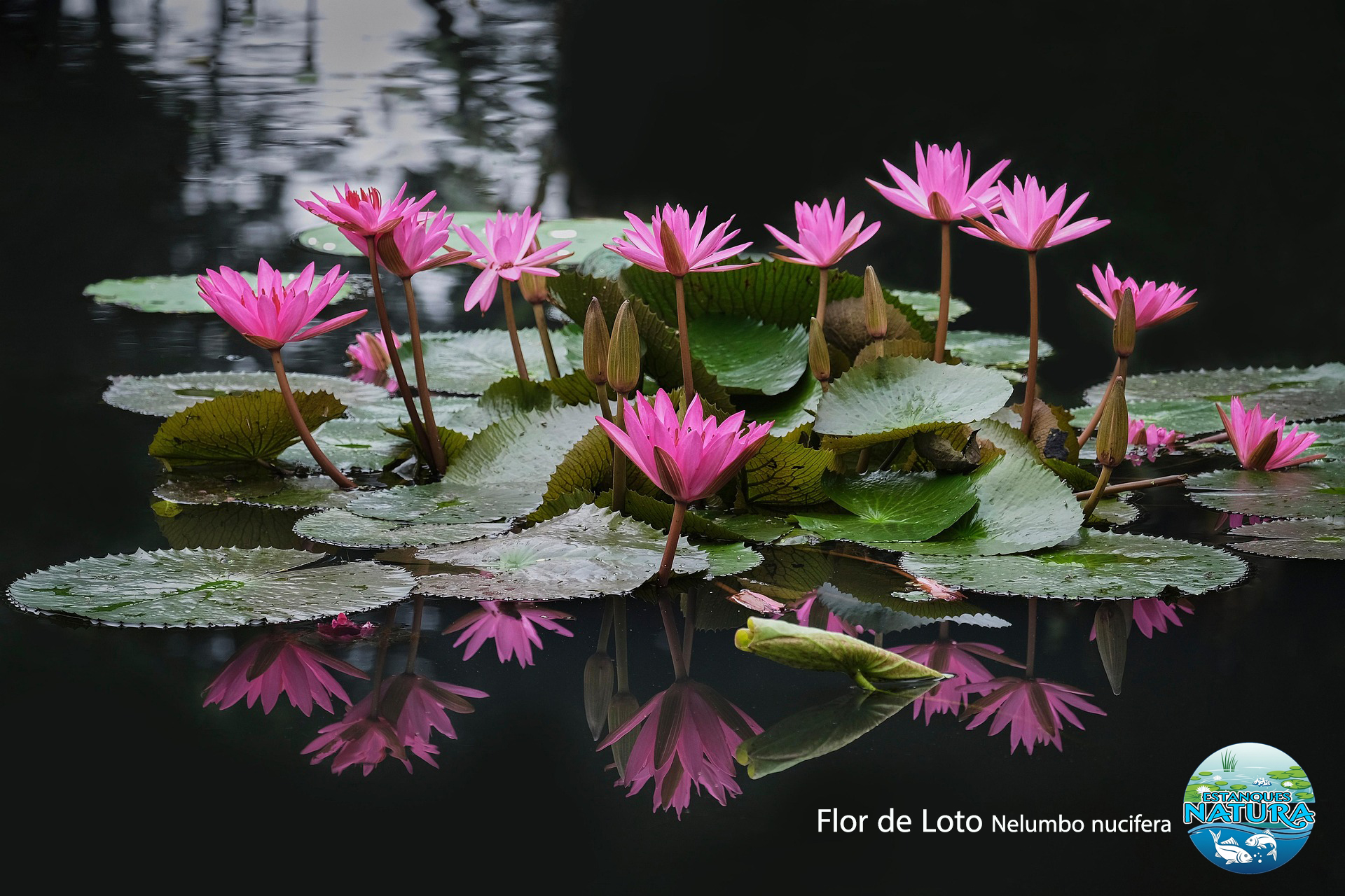 Flor de Loto, Nelumbo nucifera. Estanques Natura