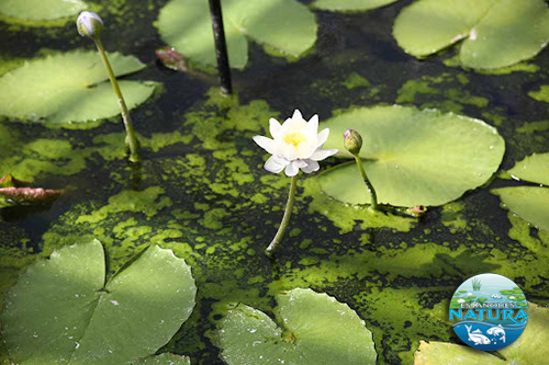 Estanques Natura, eliminar las algas del estanque.