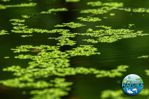 Mantenimiento antialgas, Estanques Natura.