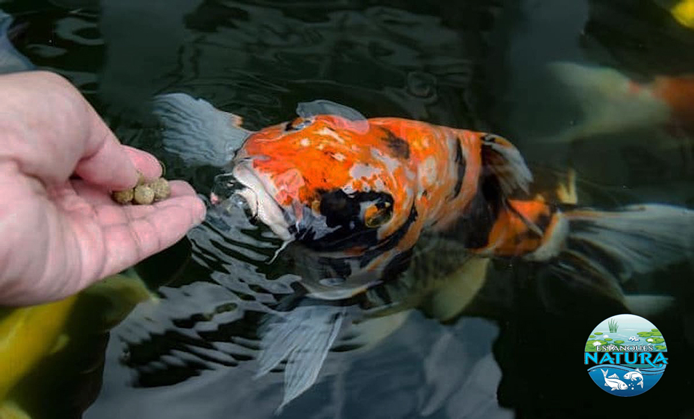 Cuando alimentas a los peces con más de lo que pueden comer, la comida no consumida se descompone en el estanque.